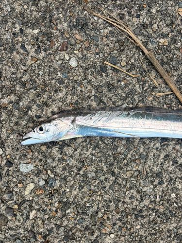 タチウオの釣果