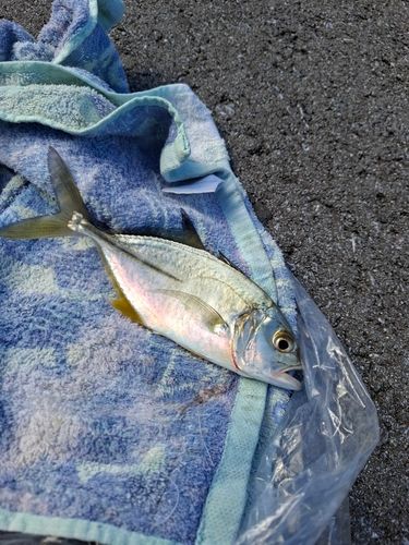 ギンガメアジの釣果