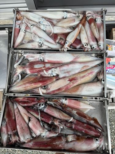 ケンサキイカの釣果