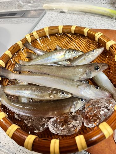 キスの釣果
