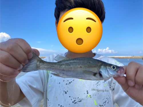 セイゴ（タイリクスズキ）の釣果