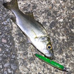 セイゴ（ヒラスズキ）