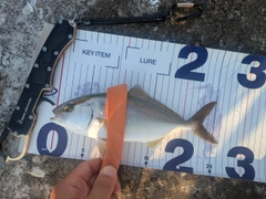 ショゴの釣果