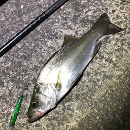 セイゴ（ヒラスズキ）