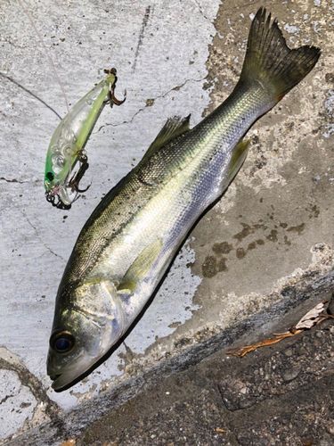 セイゴ（マルスズキ）の釣果