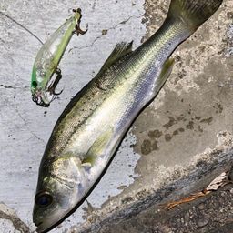 セイゴ（マルスズキ）