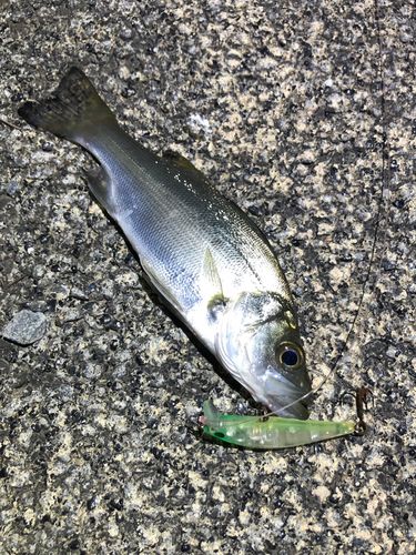 セイゴ（ヒラスズキ）の釣果