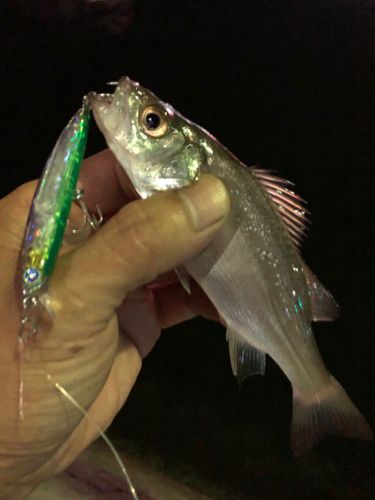セイゴ（ヒラスズキ）の釣果