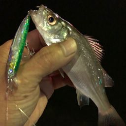 セイゴ（ヒラスズキ）