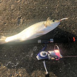 セイゴ（ヒラスズキ）