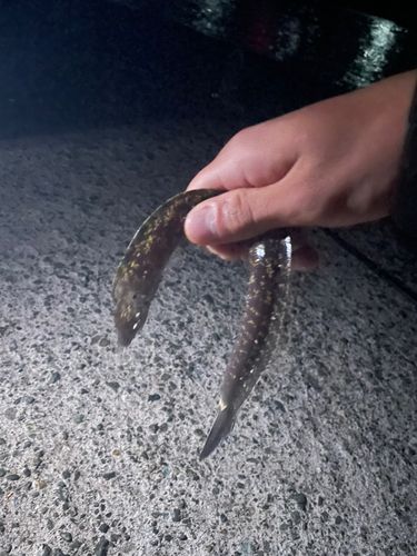 ウツボの釣果