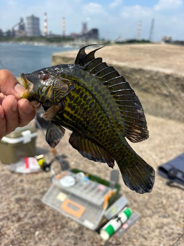 オハグロベラの釣果
