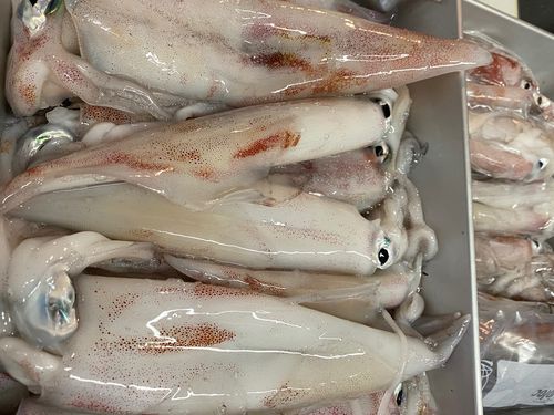 ケンサキイカの釣果