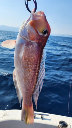 アカアマダイの釣果
