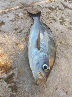 イサキの釣果