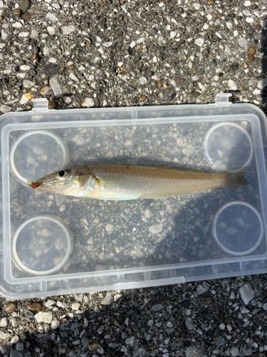 シロギスの釣果