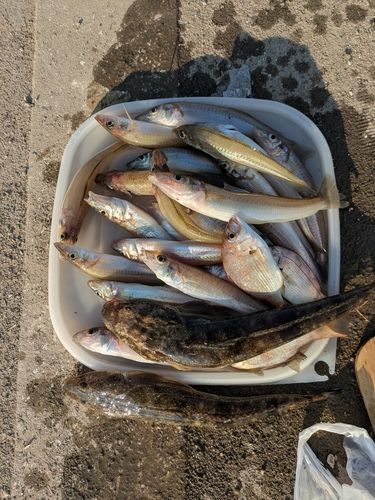 キスの釣果