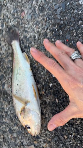 釣果