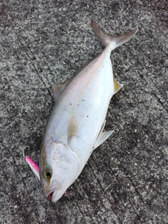 ネリゴの釣果