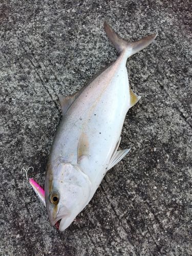 ネリゴの釣果