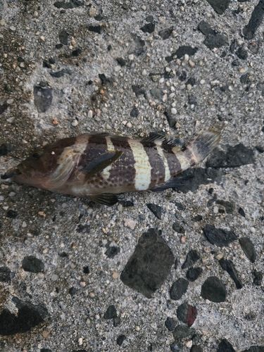 アオハタの釣果