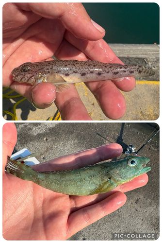 ウルメイワシの釣果