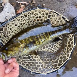 スモールマウスバス