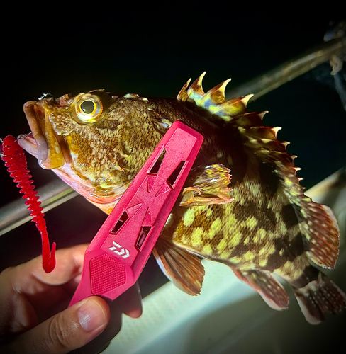 カサゴの釣果