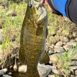 スモールマウスバス