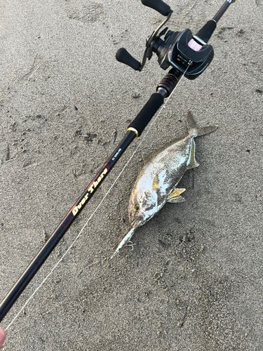 ショゴの釣果
