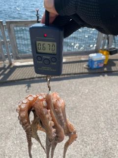 タコの釣果