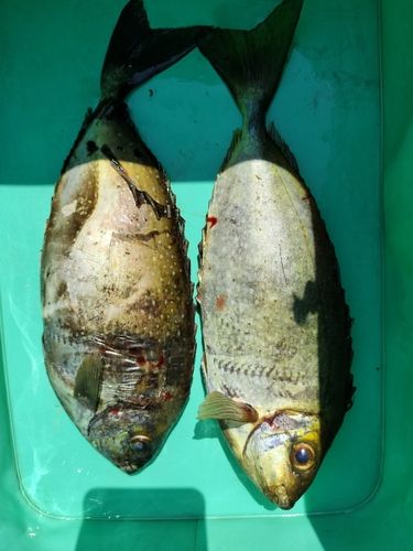 アイゴの釣果