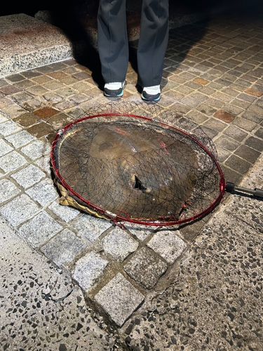 アカエイの釣果