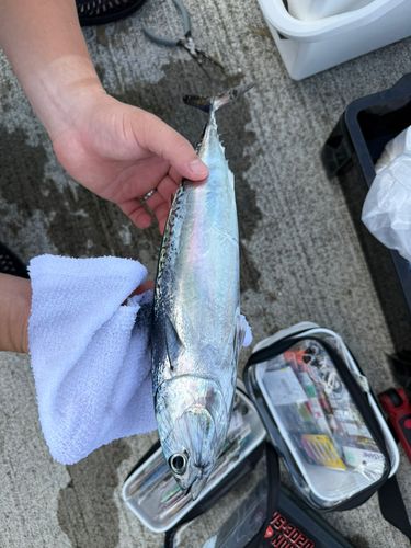 ソウダガツオの釣果