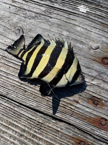 アイゴの釣果