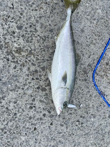 ヤズの釣果