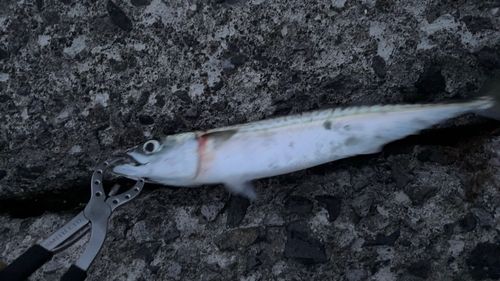 サバの釣果