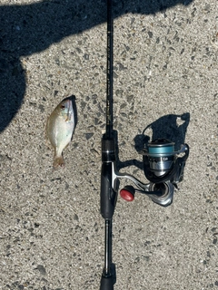 チャリコの釣果