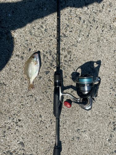 チャリコの釣果