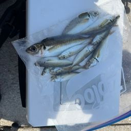 アジ
