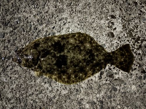ソゲの釣果
