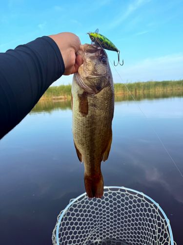 ラージマウスバスの釣果