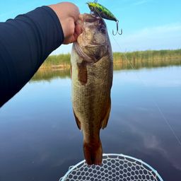 ラージマウスバス