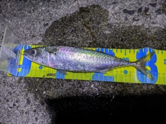 サバの釣果