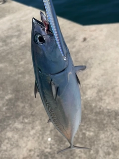 ヒラソウダの釣果