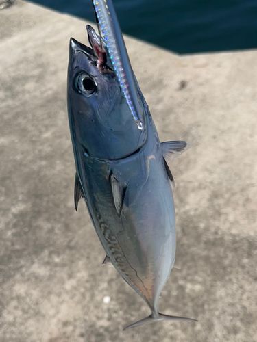 ヒラソウダの釣果