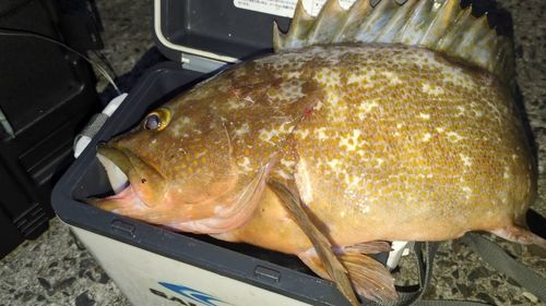 キジハタの釣果