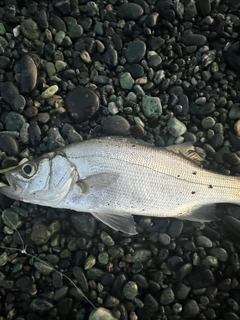 セイゴ(ヒラスズキ)の釣果