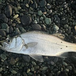 セイゴ（ヒラスズキ）