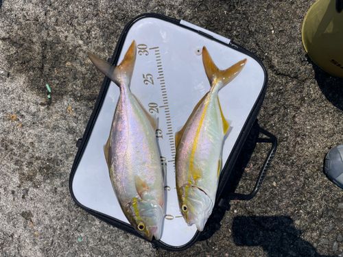 シオの釣果